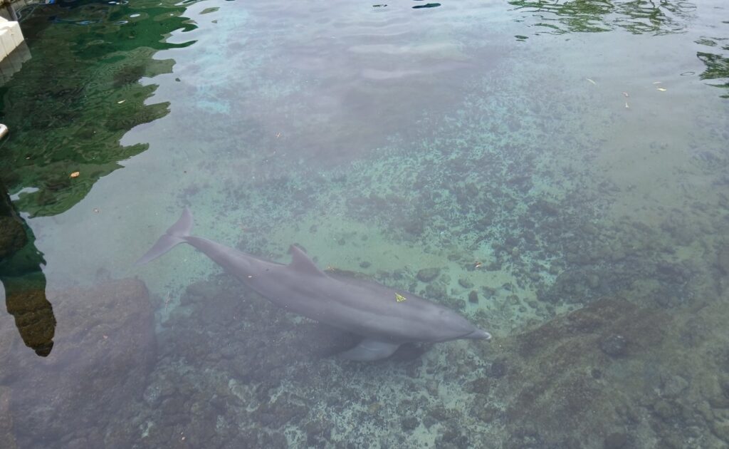Das Delphin Center des Hotels